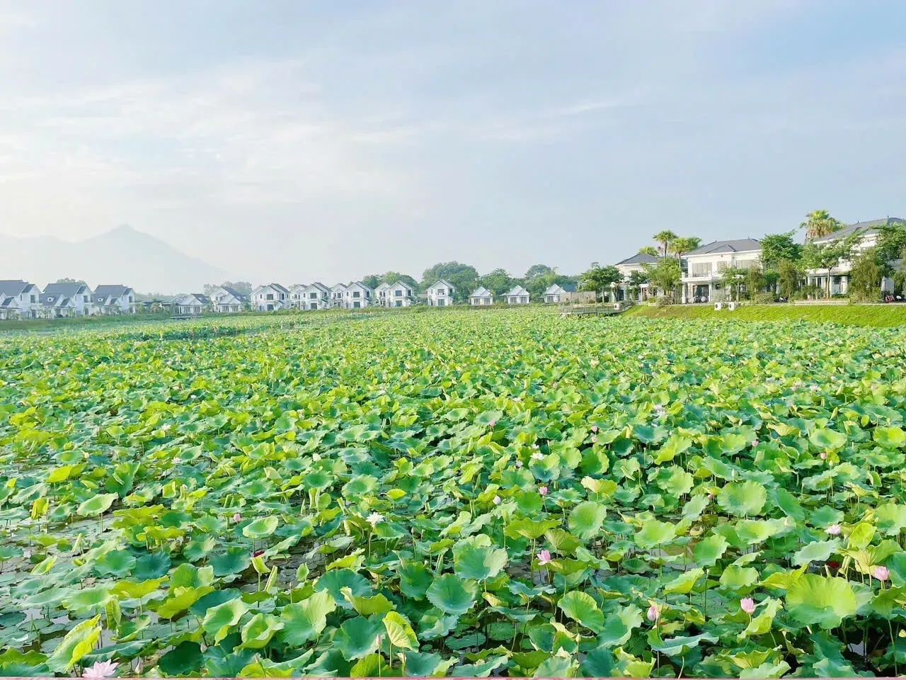 Vườn Vua Resort & Villas – Thức giấc cùng mùa sen thanh khiết nơi trung du Phú Thọ